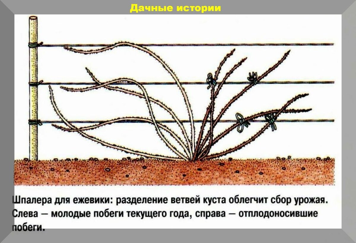 Формировка куста ежевики куманика