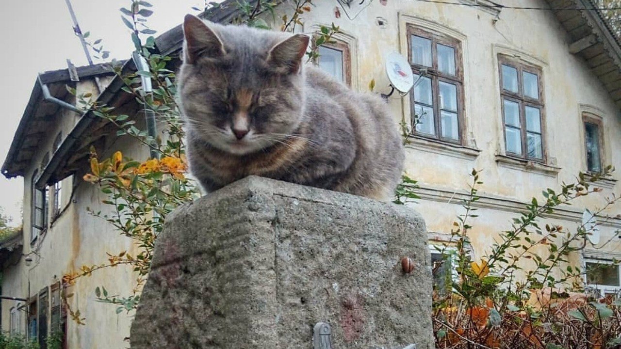 Город кошек в калининградской области фото