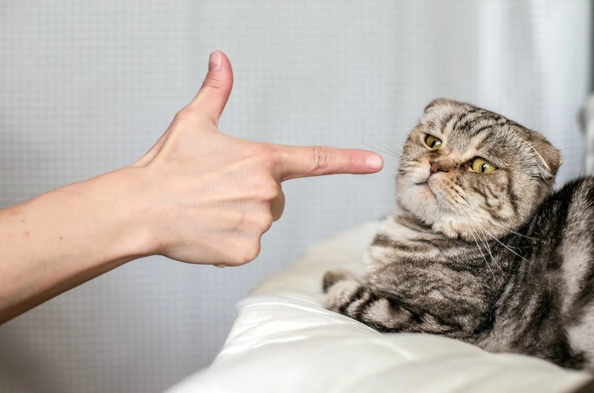 Кота ругают