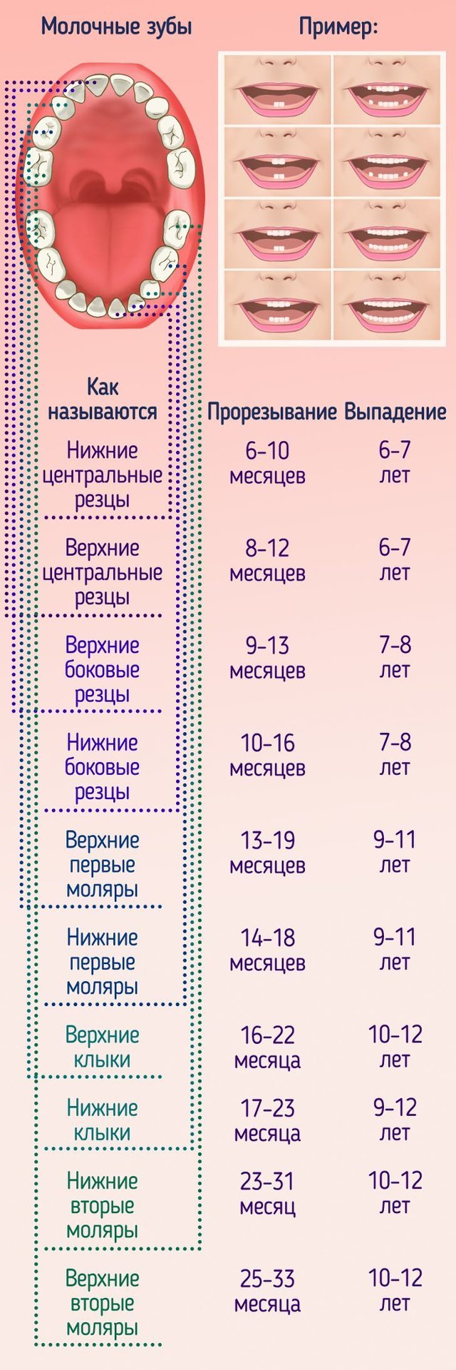 Какие молочные зубы выпадают у детей схема выпадения