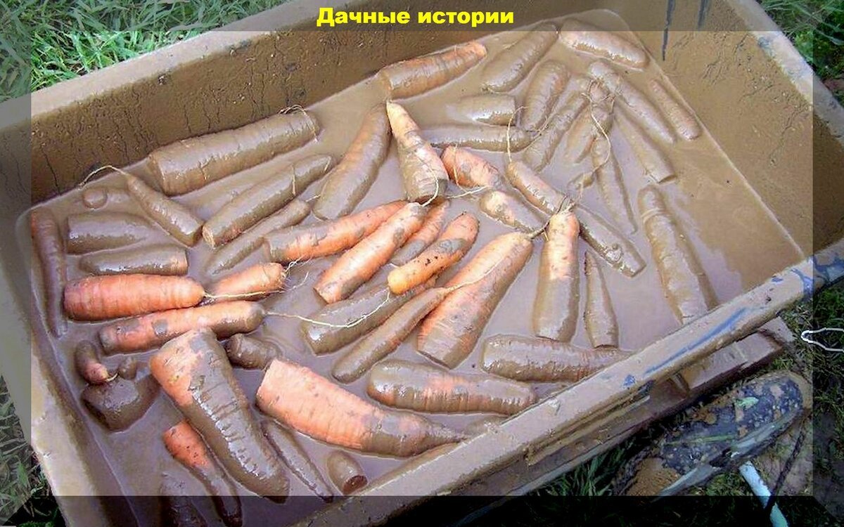 Как хранить морковь в квартире. Хранение моркови. Ящик для хранения моркови. Ящик для хранения моркови в песке. Хранение моркови в подвале зимой.