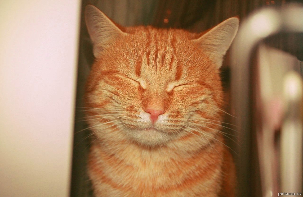 Довольный рыжий кот
