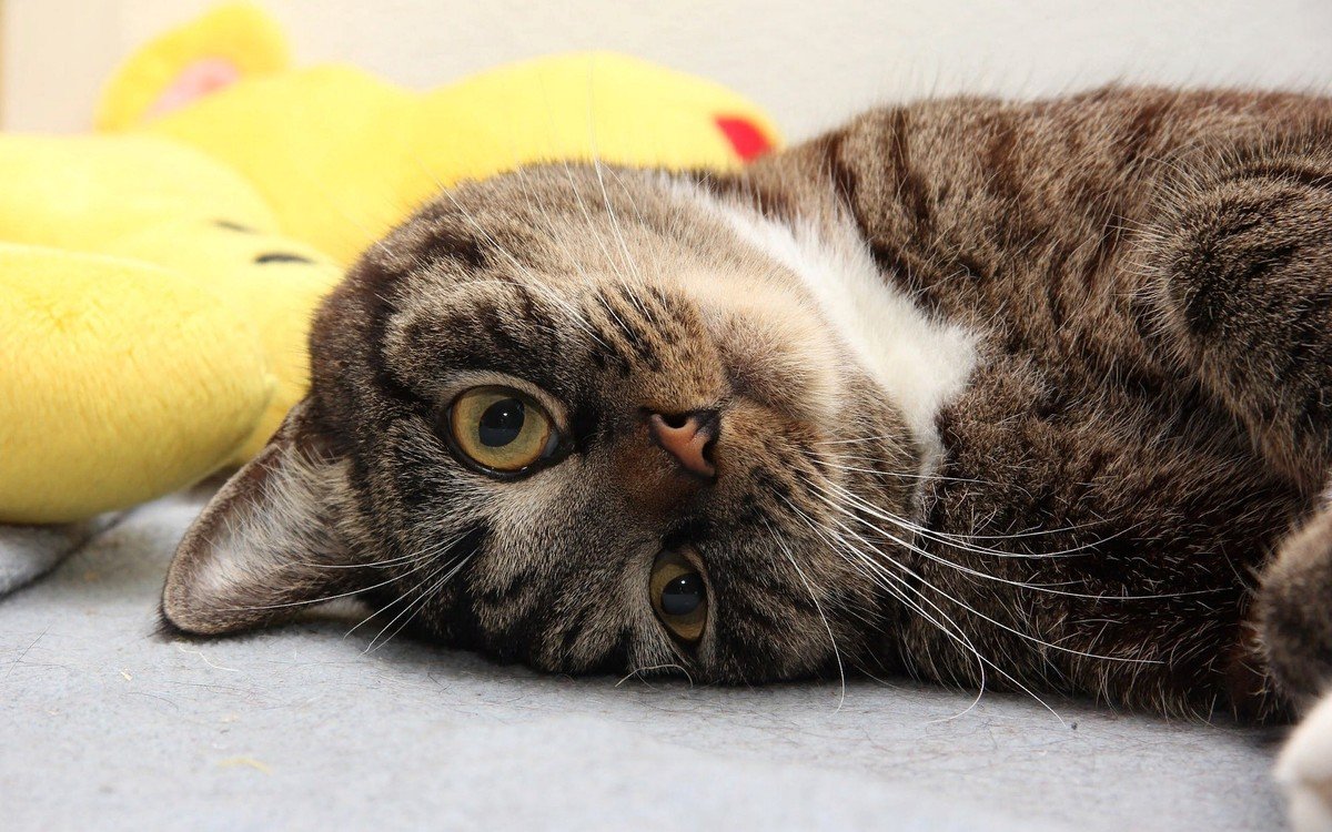 Кот вверх. Кот вверх. Красивая морда кошки. Кошки. Кот вверх.