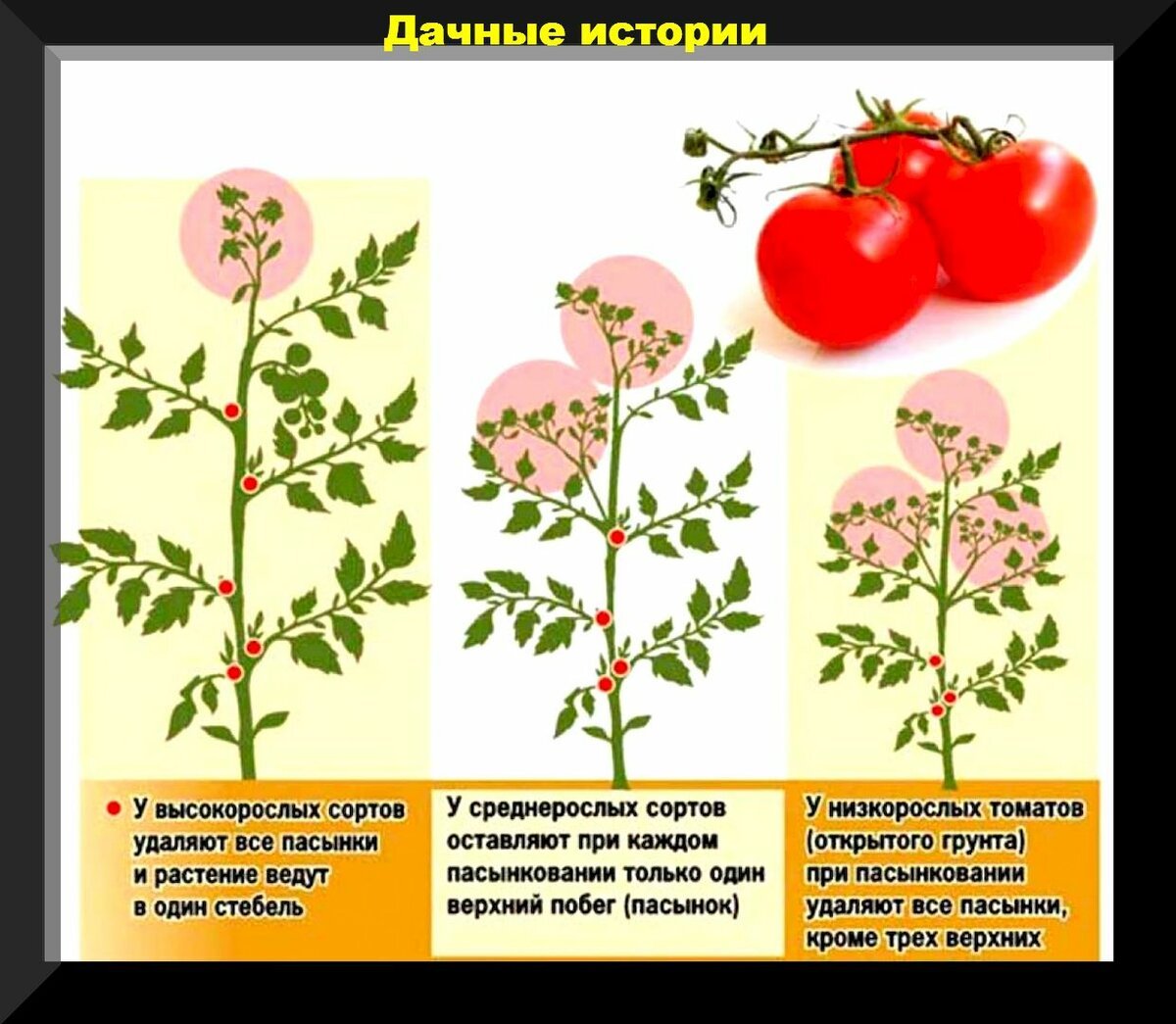 Как правильно удалять пасынки у помидоров в теплице схема и описание