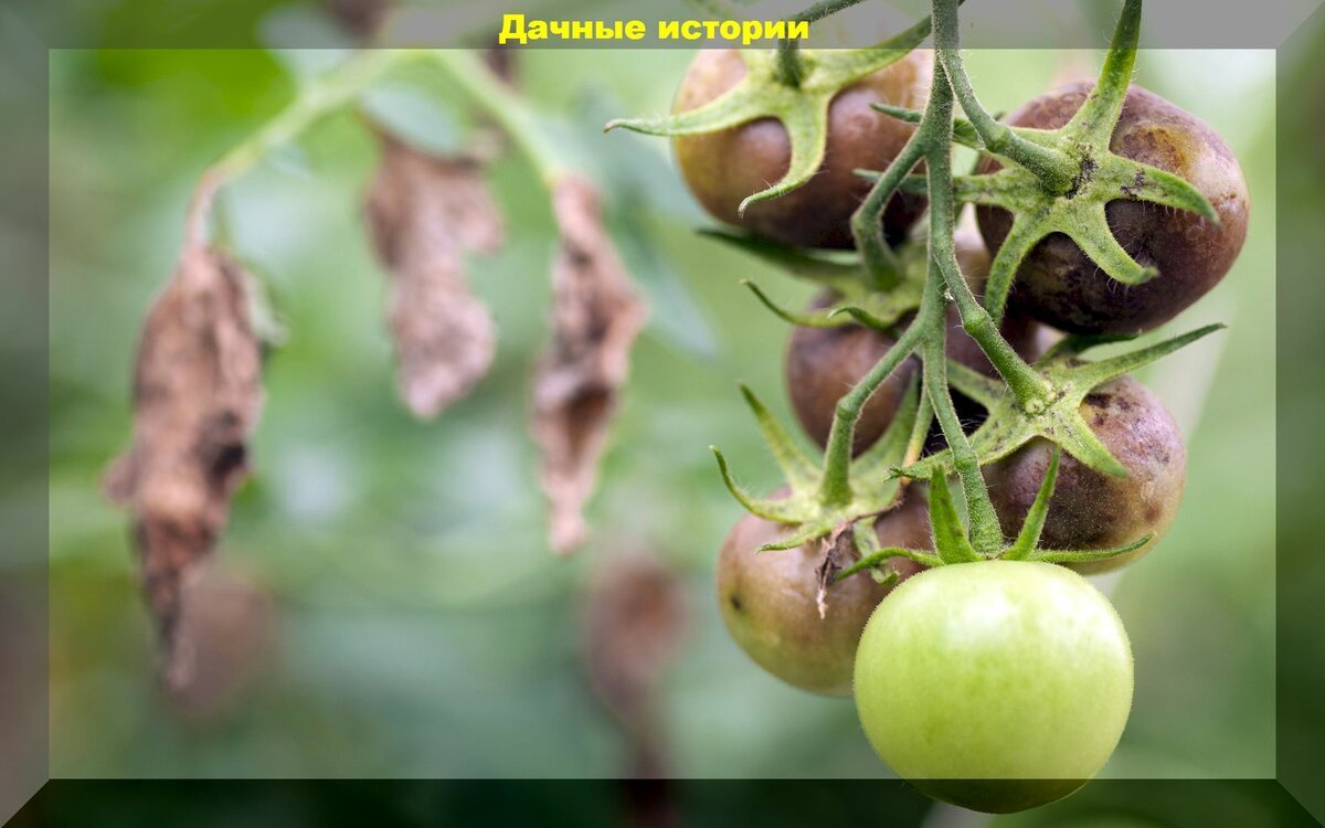 Томат профит. Томат июньский.