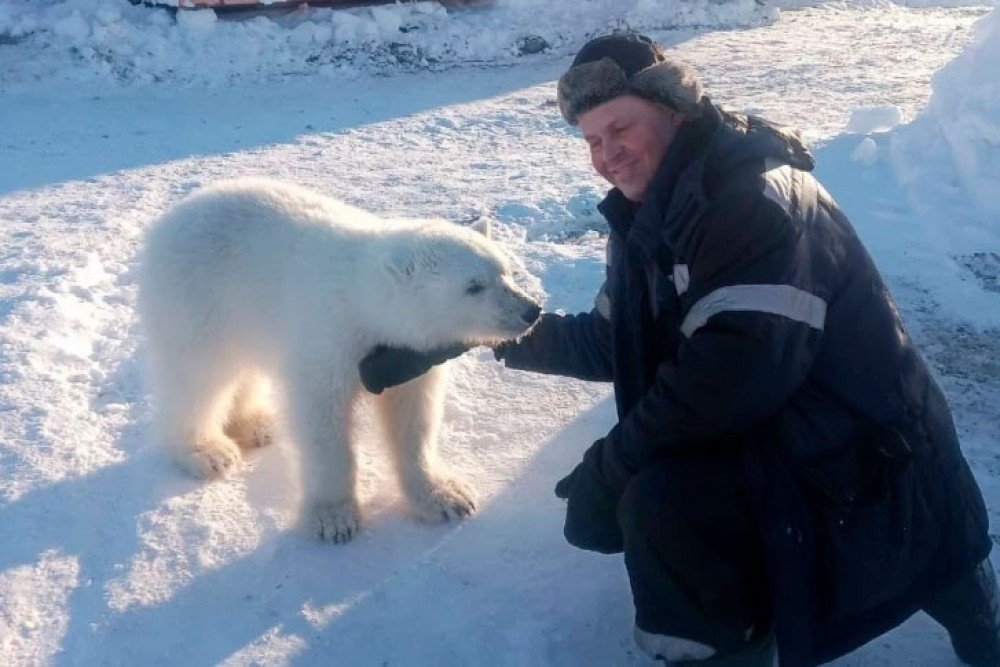 Фото белый медведь с человеком