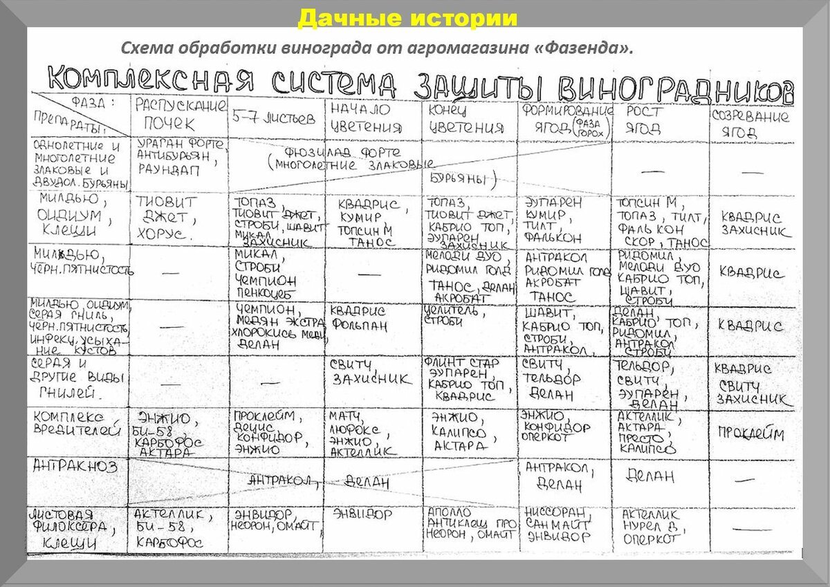 Схема обработка винограда весной