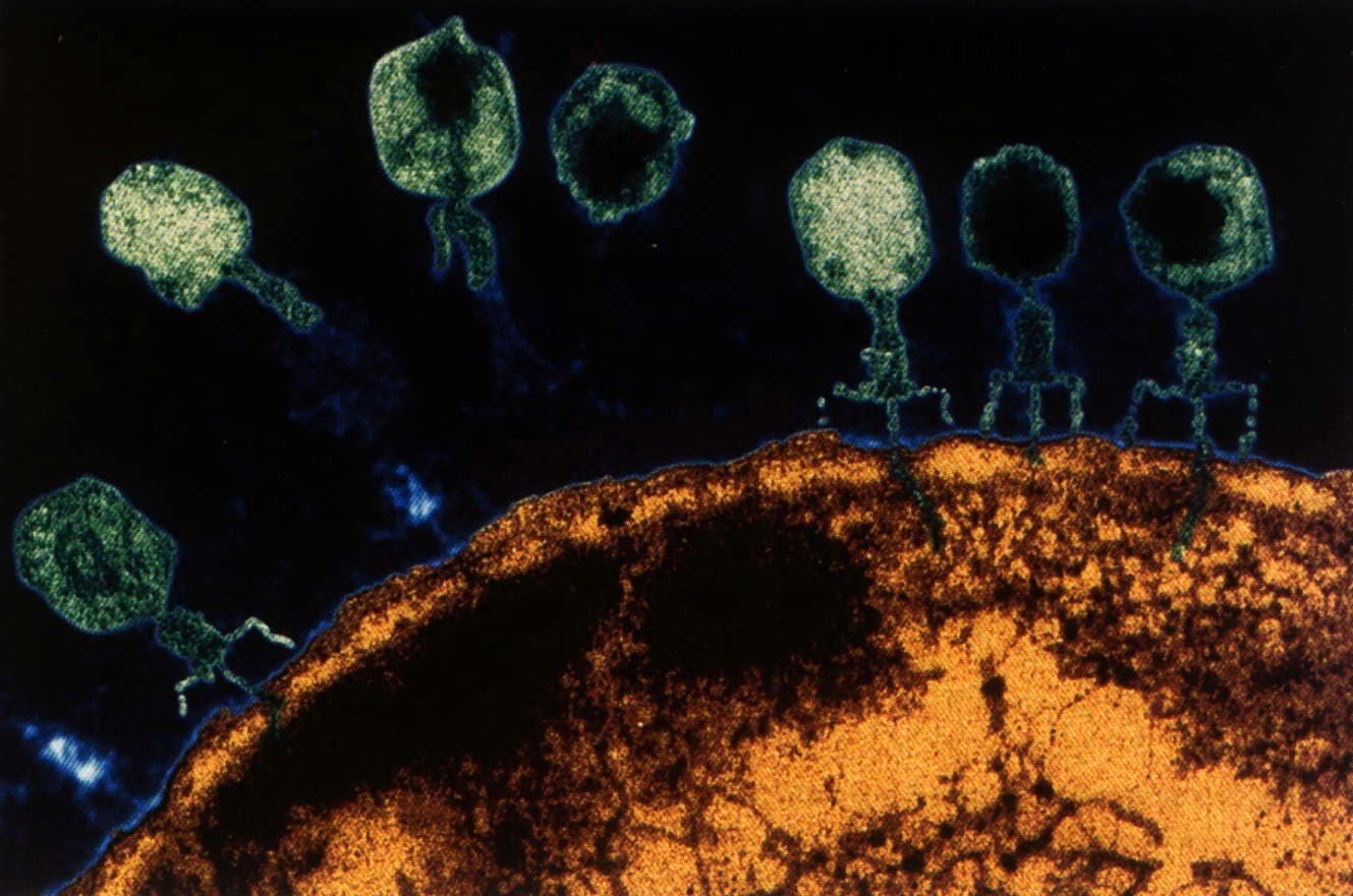 Биофаг. T4 Bacteriophage под микроскопом. Бактериофаг электронная микроскопия. Вирус т4.