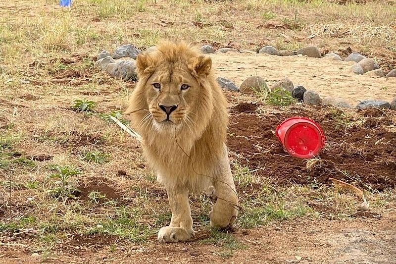Даллакян карен челябинск симба. Спасенный лев. Спасенный лев. Львенок симба в челябинске. Лев симба челябинск.