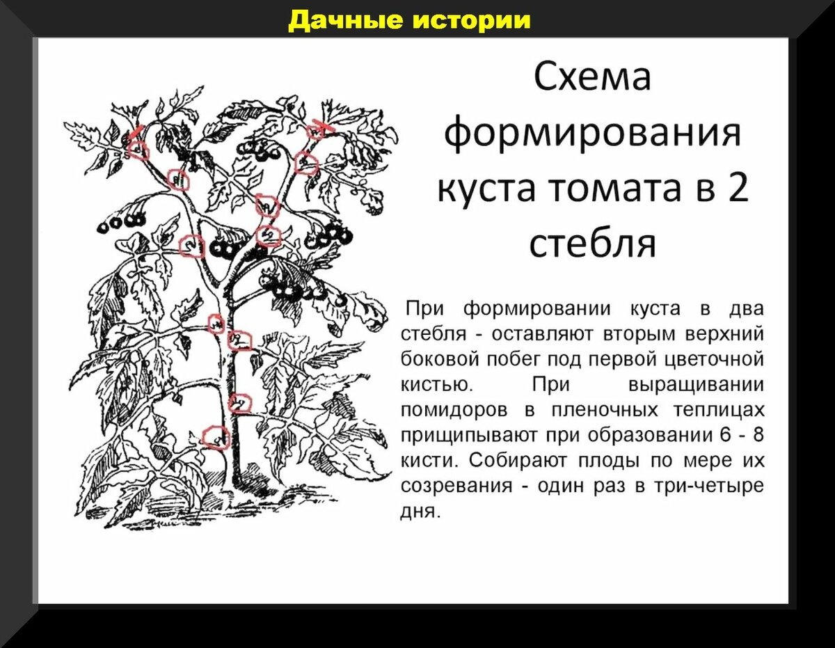 Схема удаления пасынков у томатов в теплице