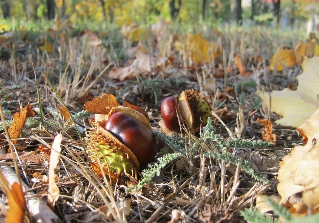 Семейство буковые фото