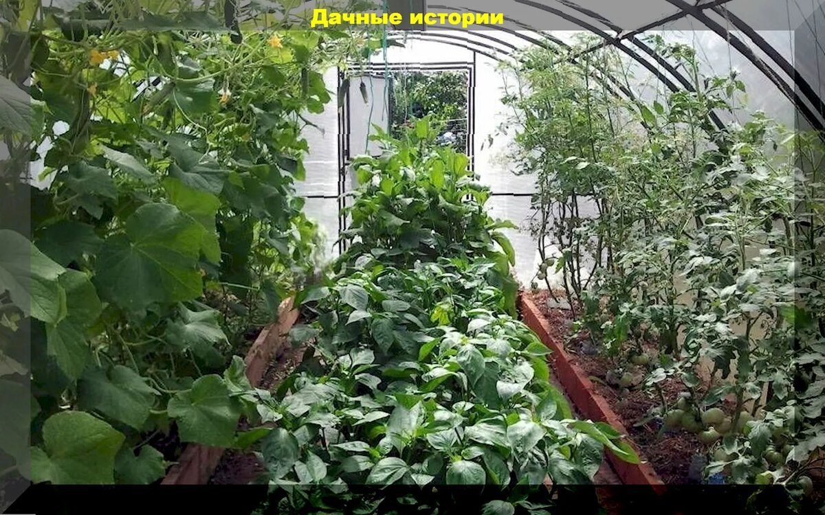 Томаты в теплице из поликарбоната. Огурцы помидоры и перцы в одной теплице. Огурцы и помидоры в одной теплице. Теплица для баклажанов. Теплица с огурцами.