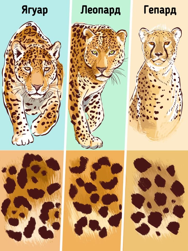 Чем отличается леопард от