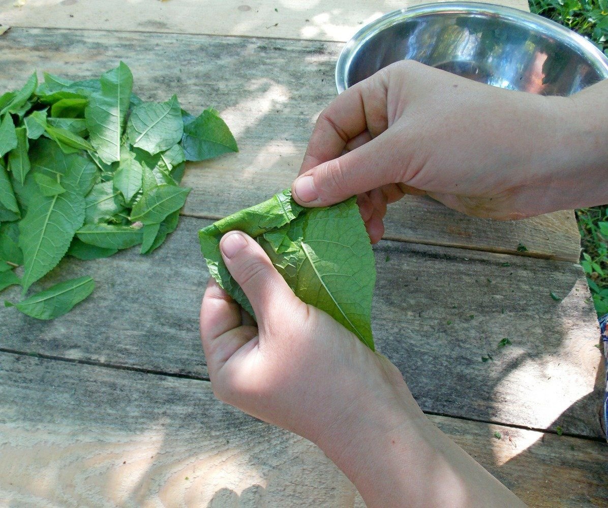 Как приготовить чай из листьев. Лист вишни ферментированный. Листья айвы. Айва японская чай из листьев. Красули из листочка.