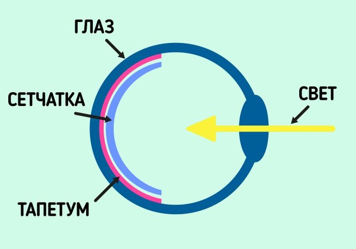 Схема глаза кошки. Строение кошачьего глаза тапетум. Строение глаза кошки тапетум. Строение сетчатка собак тапетум. Тапетум светится.