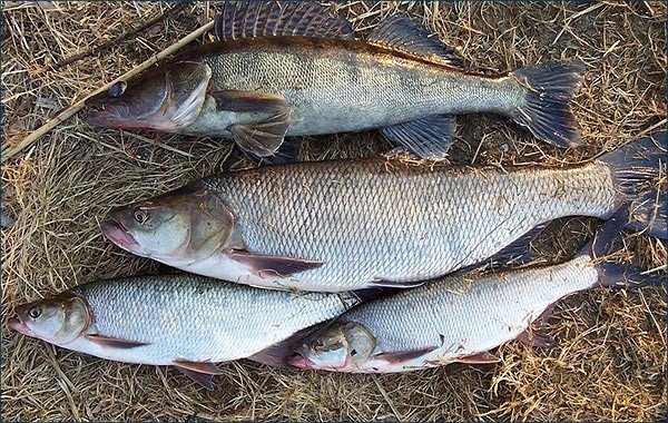 Зонам рыба. Рыба в реке Припять. Каховское водохранилище рыбалка. Рыбалка в Чернобыльской зоне. Какая рыба в реке Припять.