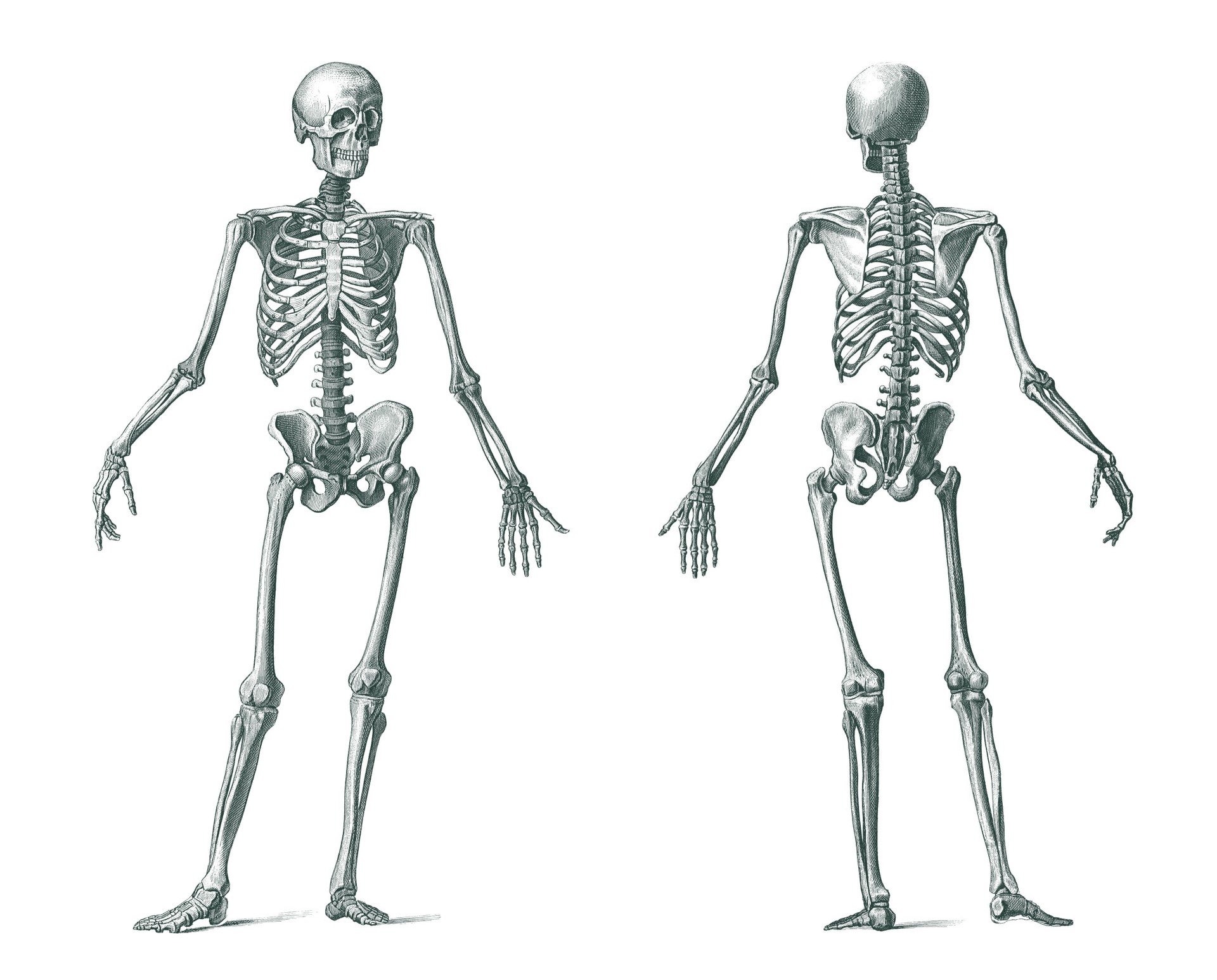 И молодые люди кости человека. Человеческий скелет анатомия. Костный скелет человека. Скелет человека анатомия Майерс. Скелет XTK.