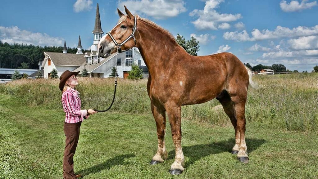 Самая крупная порода лошадей в мире фото название