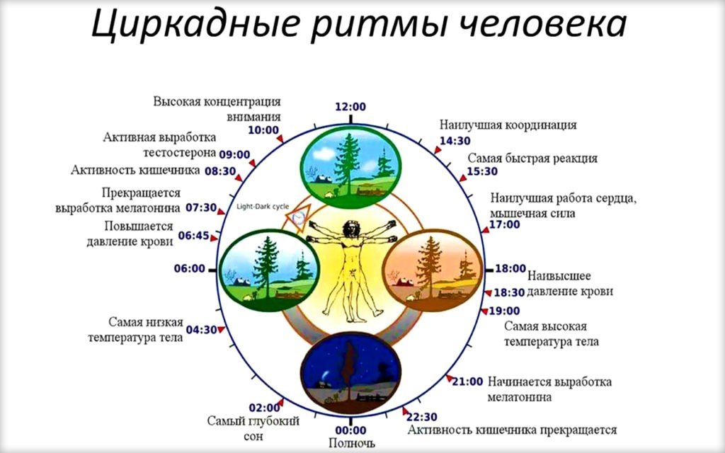 Проект влияние хронотипов на жизнь человека