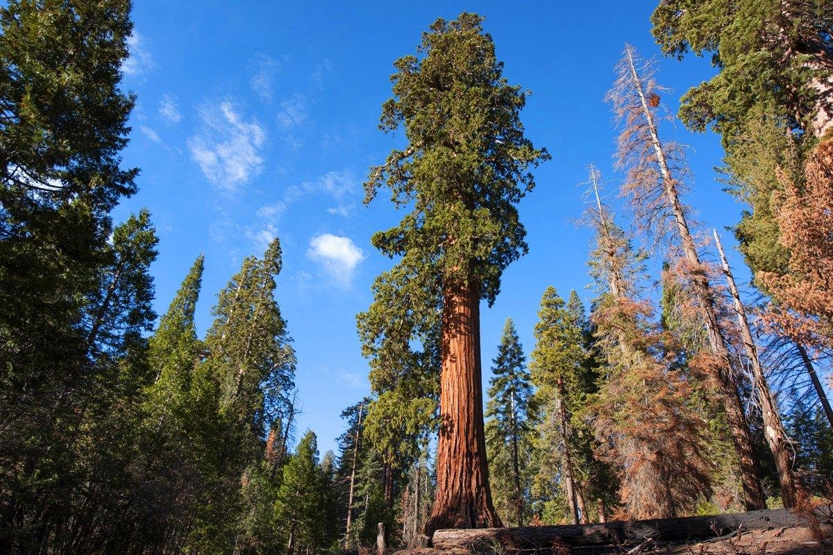 Где растет мир. Секвойя дерево. Секвойи (Sequoia sempervirens). Секвойя вечнозеленая дерево. Самое высокое дерево — Секвойя вечнозелёная.