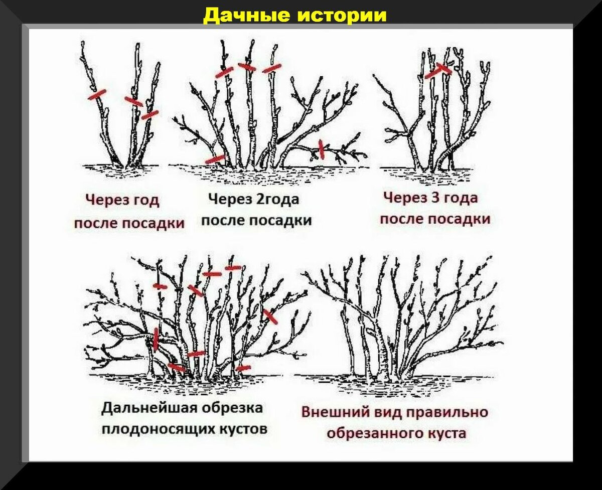 Обрезка крыжовника схема