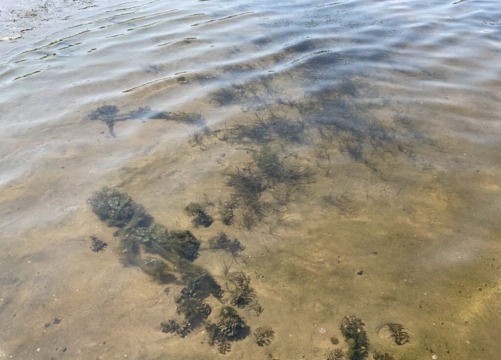 Каспийская река. Вода в Каспийском море. Астрахань Каспийское море. Загрязнение Волги. Северные воды.