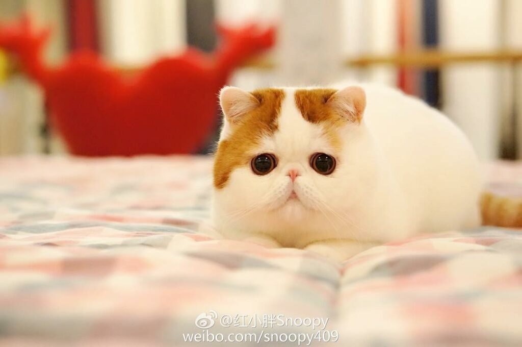 Картинка кот снупи