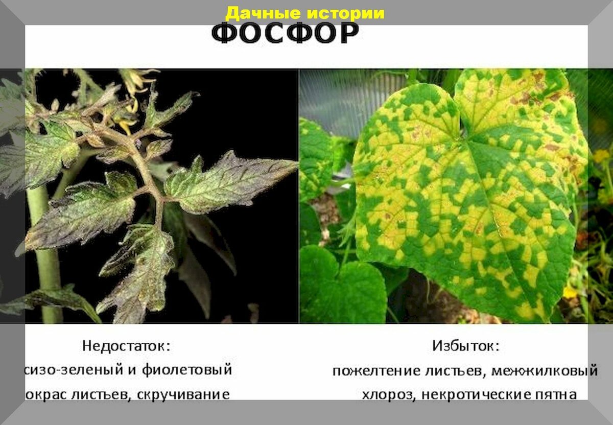 Избыток фосфора на томатах фото