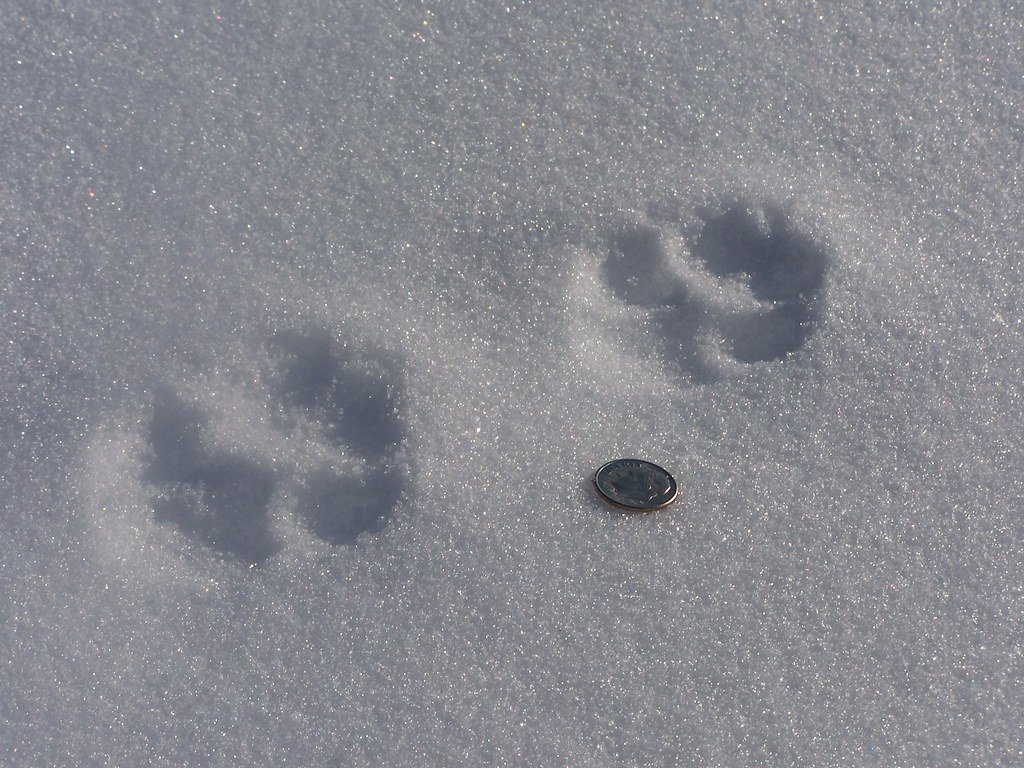 Фото следов лисы