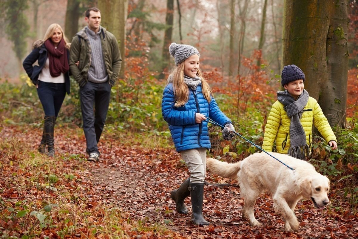 Найти любую картинку. Семья на прогулке. Прогулка в парке. Дети на прогулке. Прогулка с собакой.