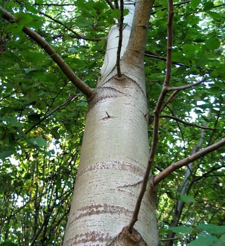 Как выглядит осиновое дерево фото
