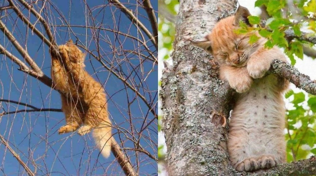 Спящее дерево. Кот на яблоне. Кот спит на дереве. Кошка спит на дереве. Котик спит на дереве.