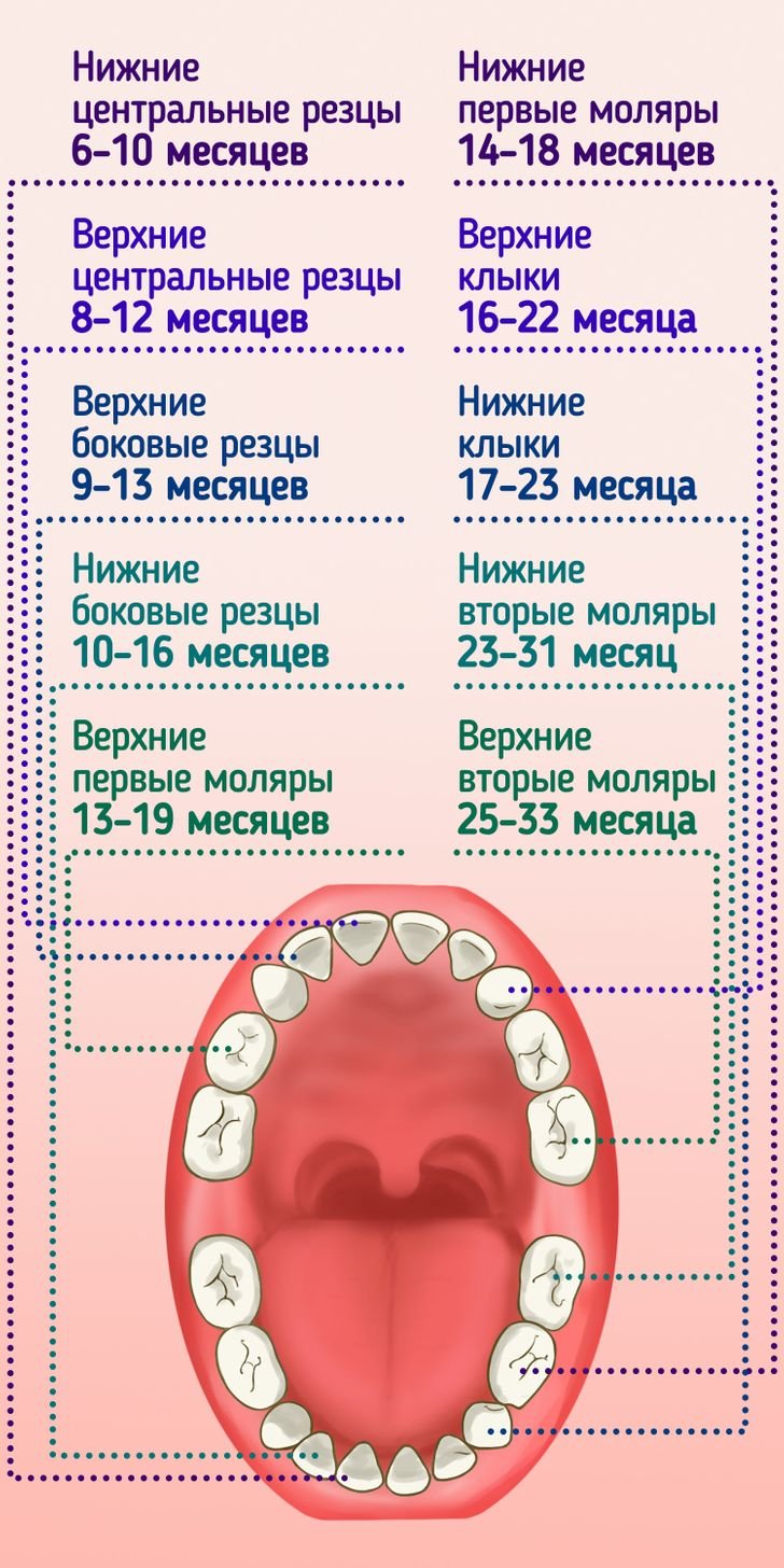 Какие зубы выпадают у детей в 9 10 лет схема