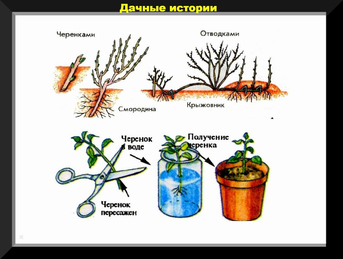 Вегетативное размножение черенками