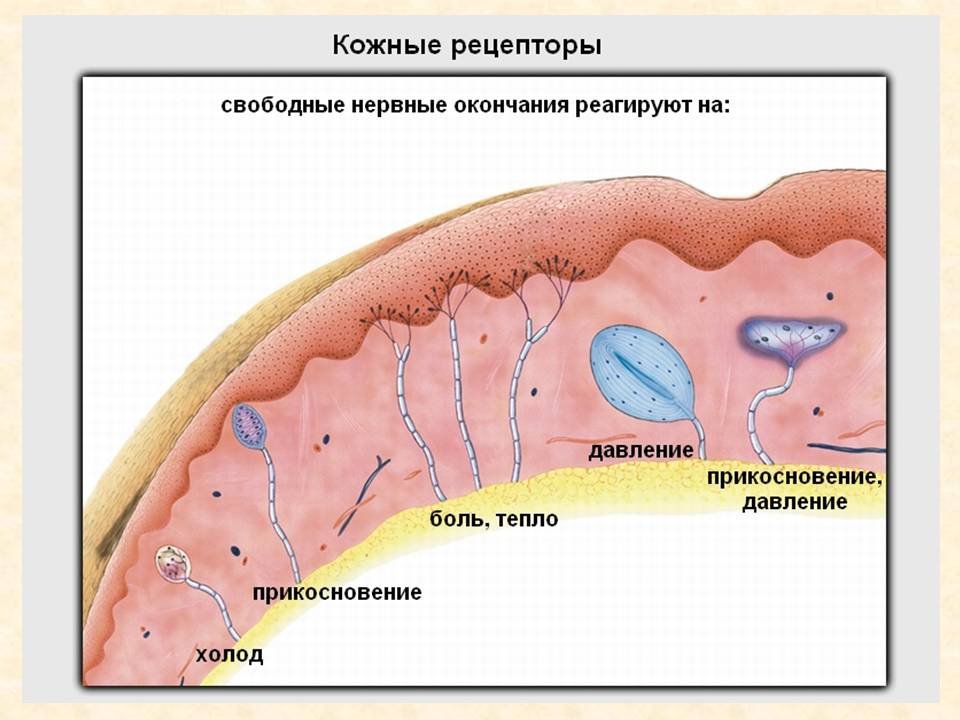 Кожа и слизистые оболочки. Рецепторы кожного анализатора. Рецепторные окончания в коже схема. Строение кинестетического анализатора. Схема строения кожно-кинестетического анализатора.