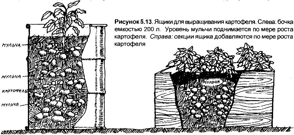 Схема расти. Посадка картошки в ящиках. Вырастить картофель в ящике. Выращивание картошки в ящиках. Способ посадки картофеля в ящиках.