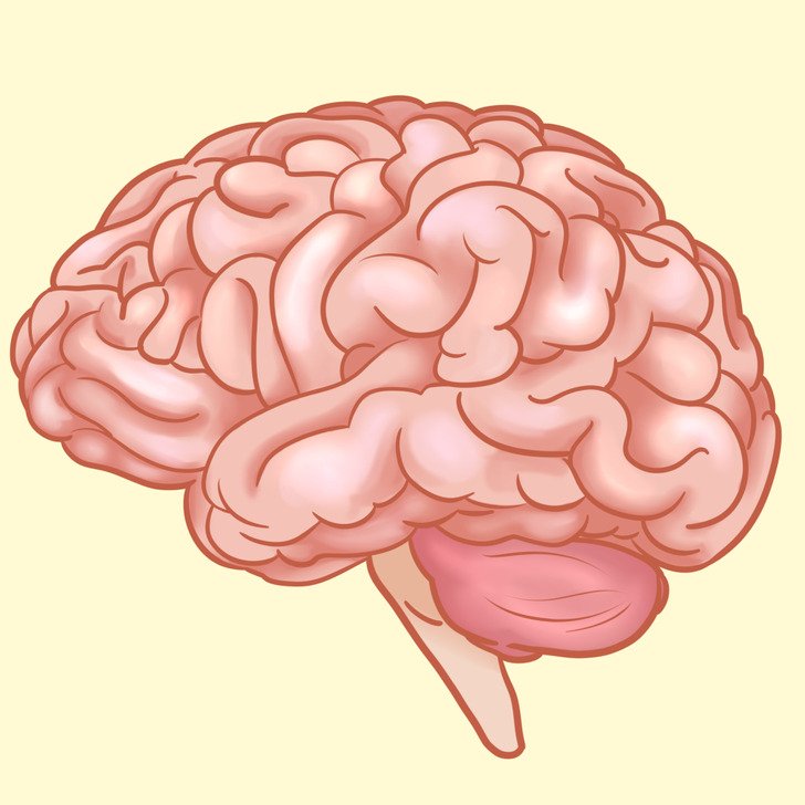 Как функционирует мозг. Как работает мозг человека. Какого цвета мозг у человека. Мозг работай.