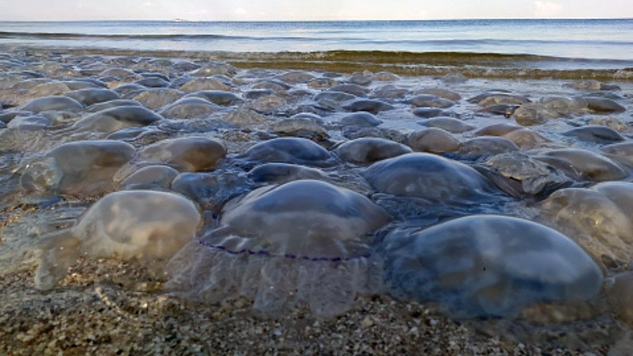 виды медуз черного моря