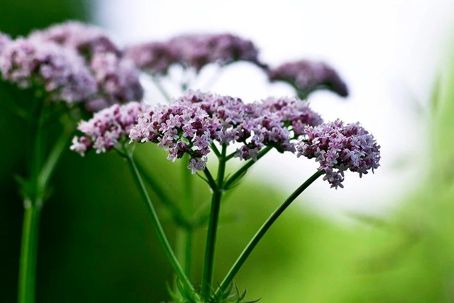 Валерьяна. Valeriana officinalis l.. Валериан лекарственный. Валериана ЛРС. Валериана лекарственная - валерьянка?.