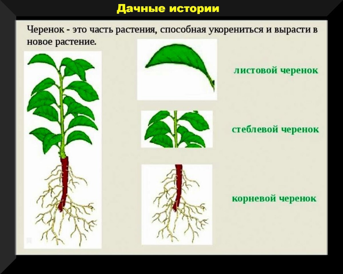 Стеблевой, листовой корневой черенки