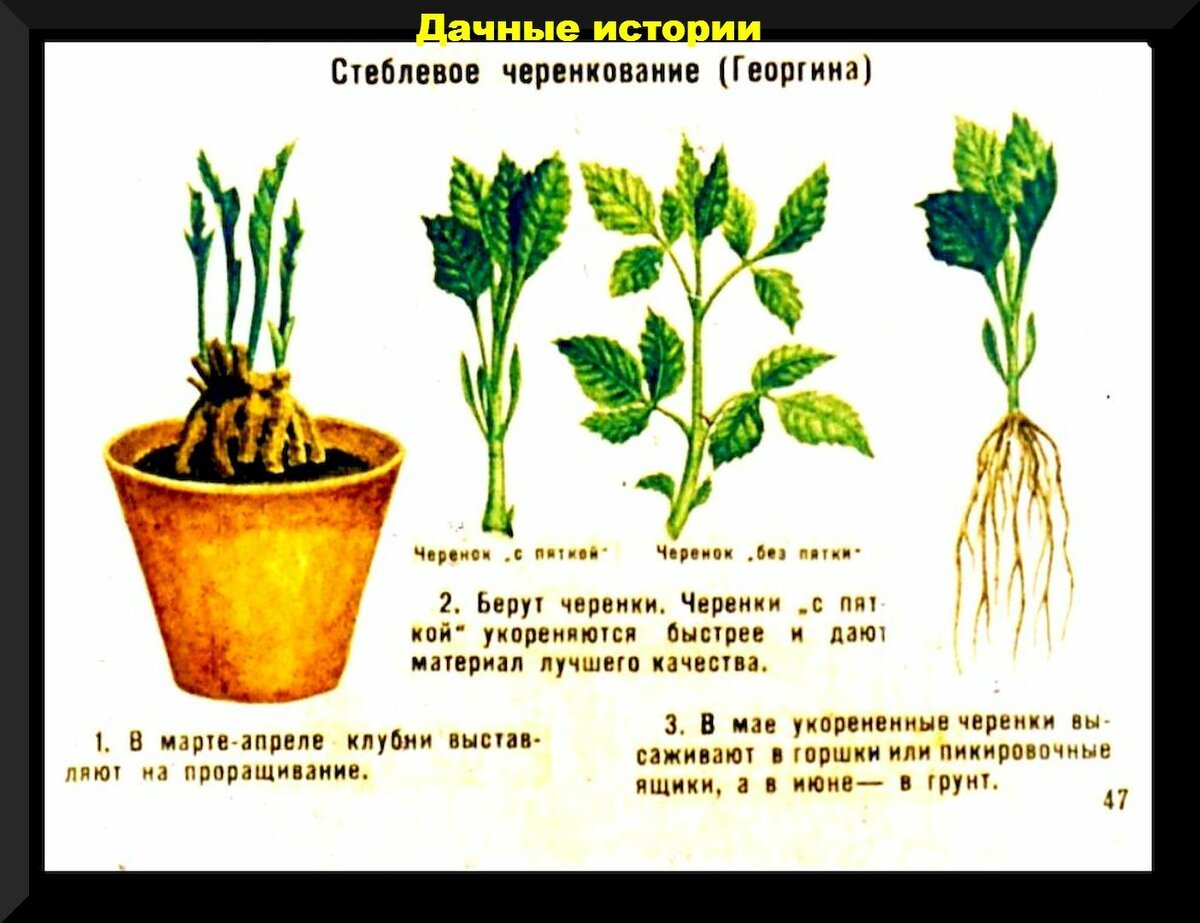 Схема посадки георгины однолетние