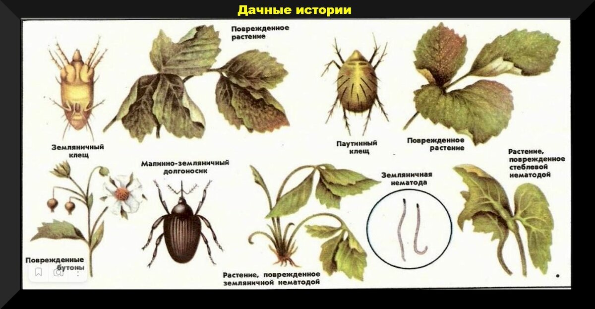 Схема обработки клубники от клеща