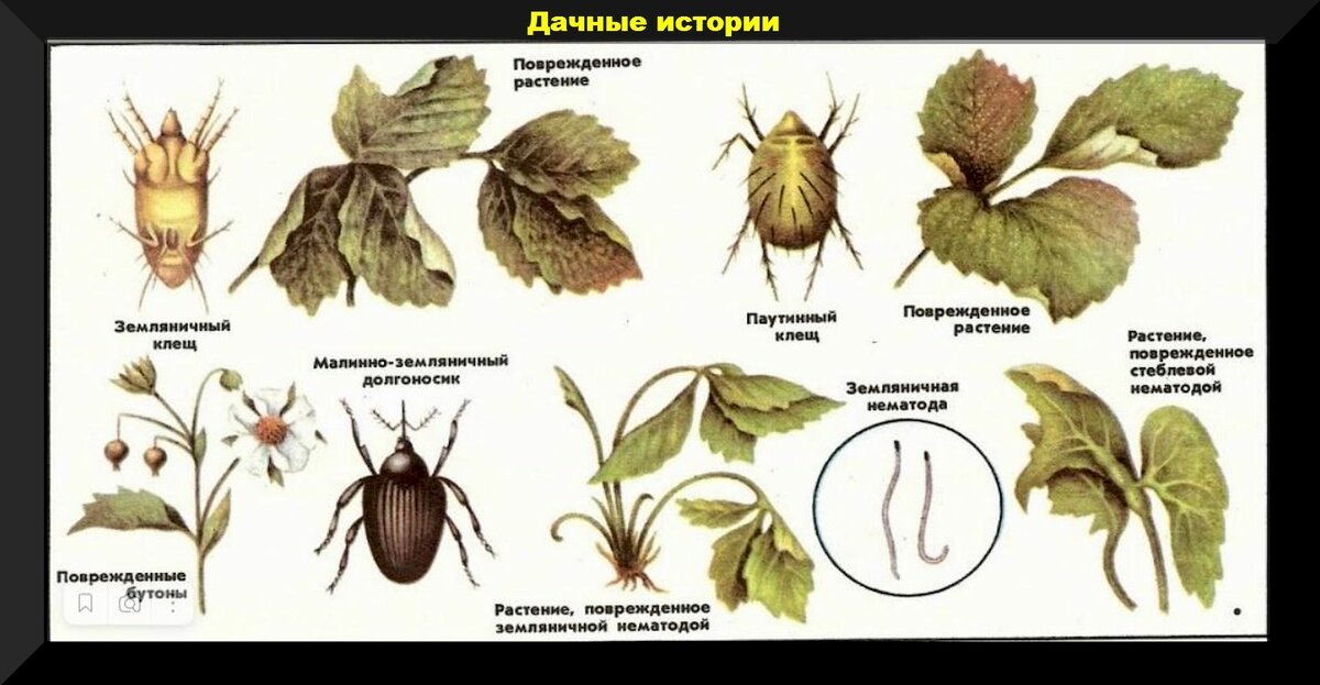 Схемы обработки клубники от болезней и вредителей