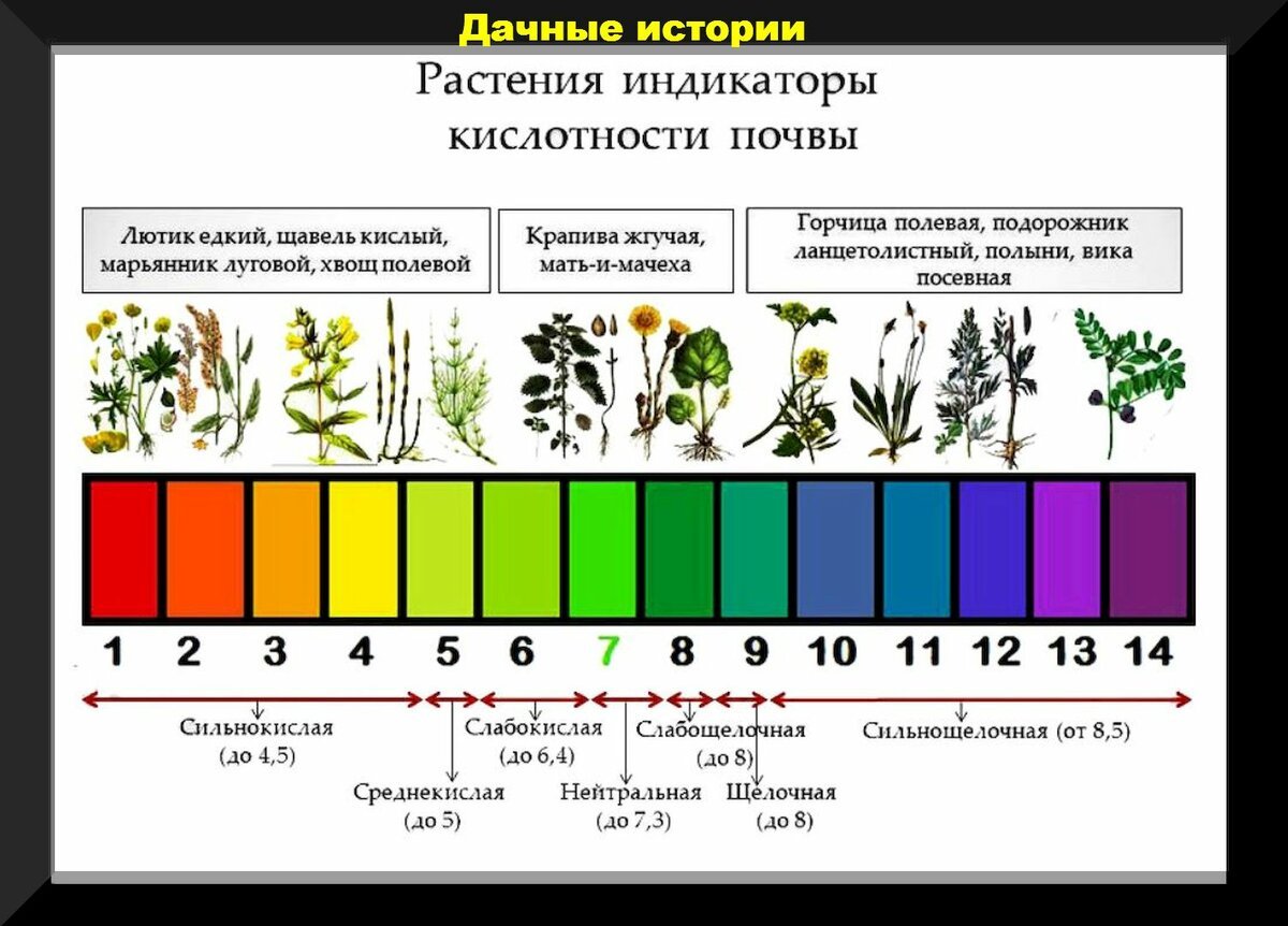 Ph почвы