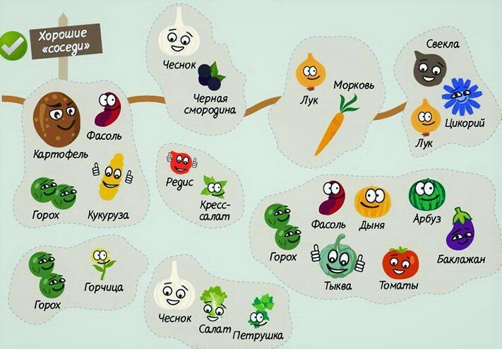 Какие овощные культуры можно сажать рядом с виноградом