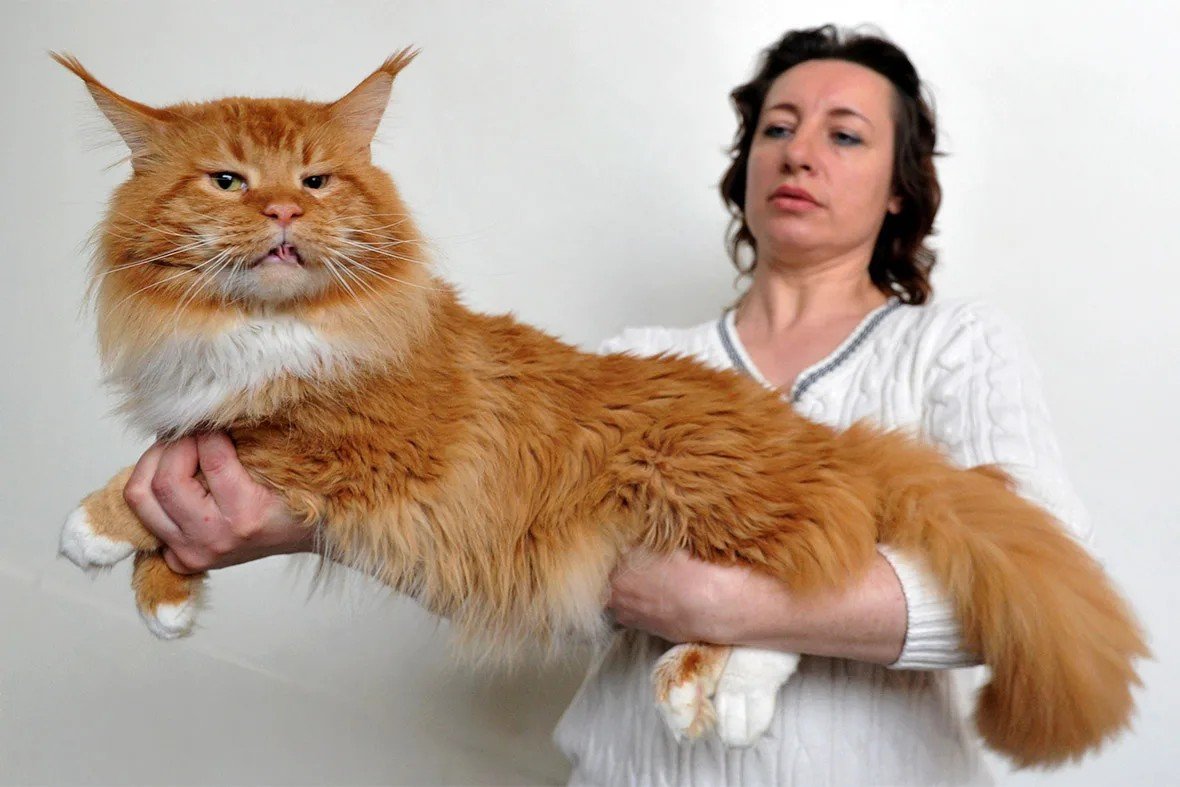 Взрослый мейн кун. Большая кошка Мейн кун. Мейн кун 20 кг. Большой рыжий кот Мейн кун. Большие коты Мейн куны.