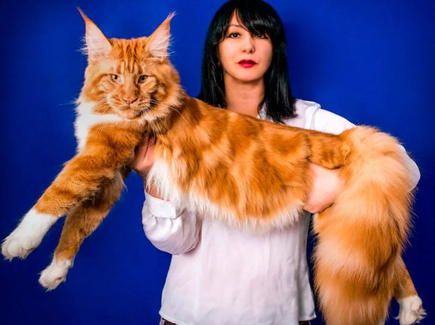 Мейн кун рыжий. Мейн кун минск. Magic lynx питомник мейн-кунов. Мейн кун циннамон. Ангорский мейн кун.