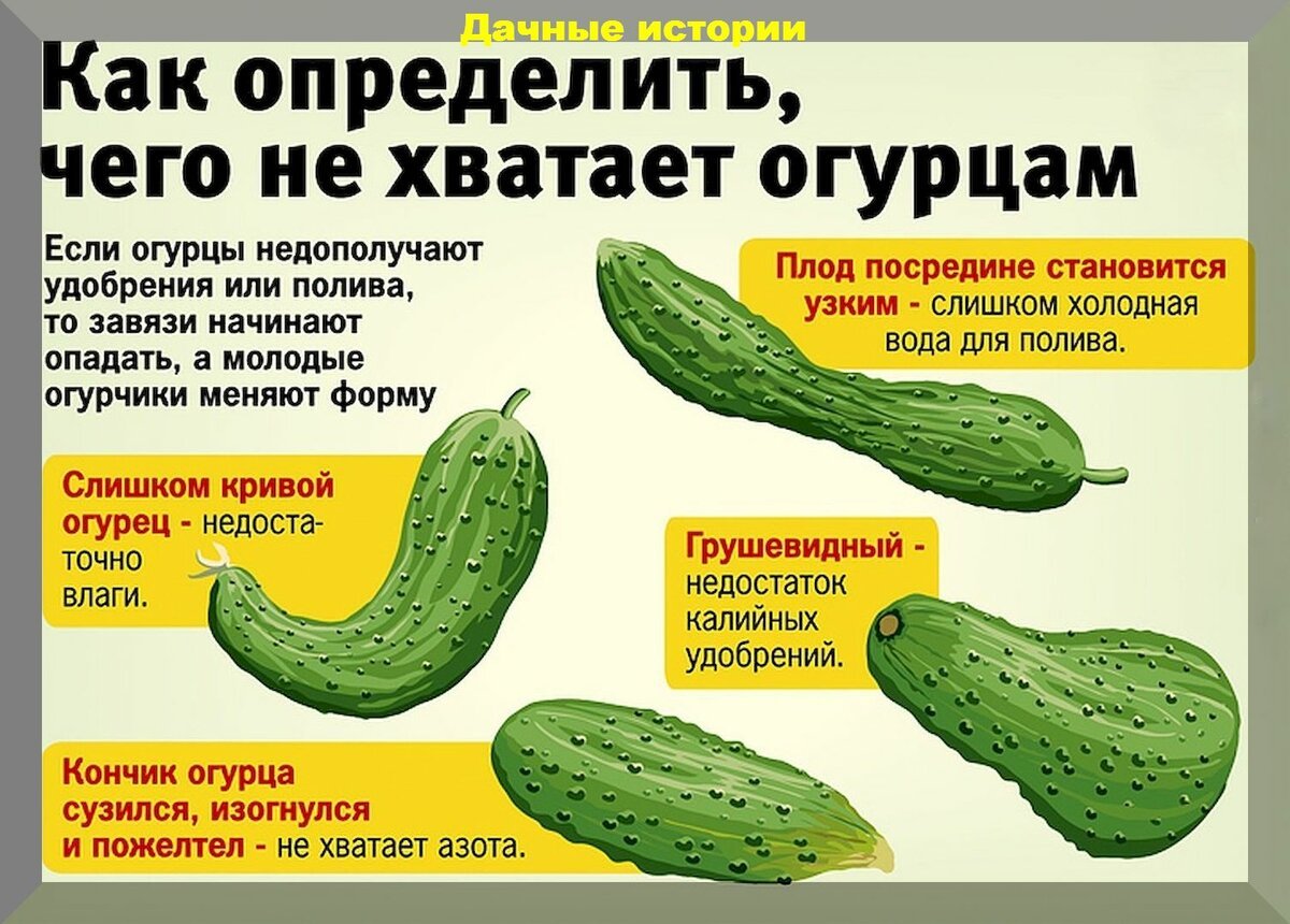 Чего не хватает огурцам картинка