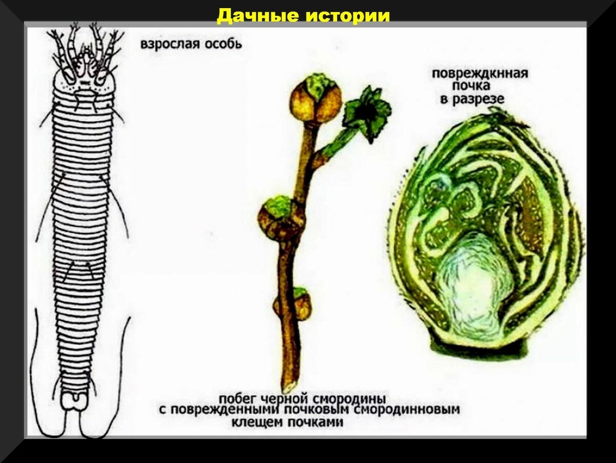 На смородине круглые почки что делать весной фото