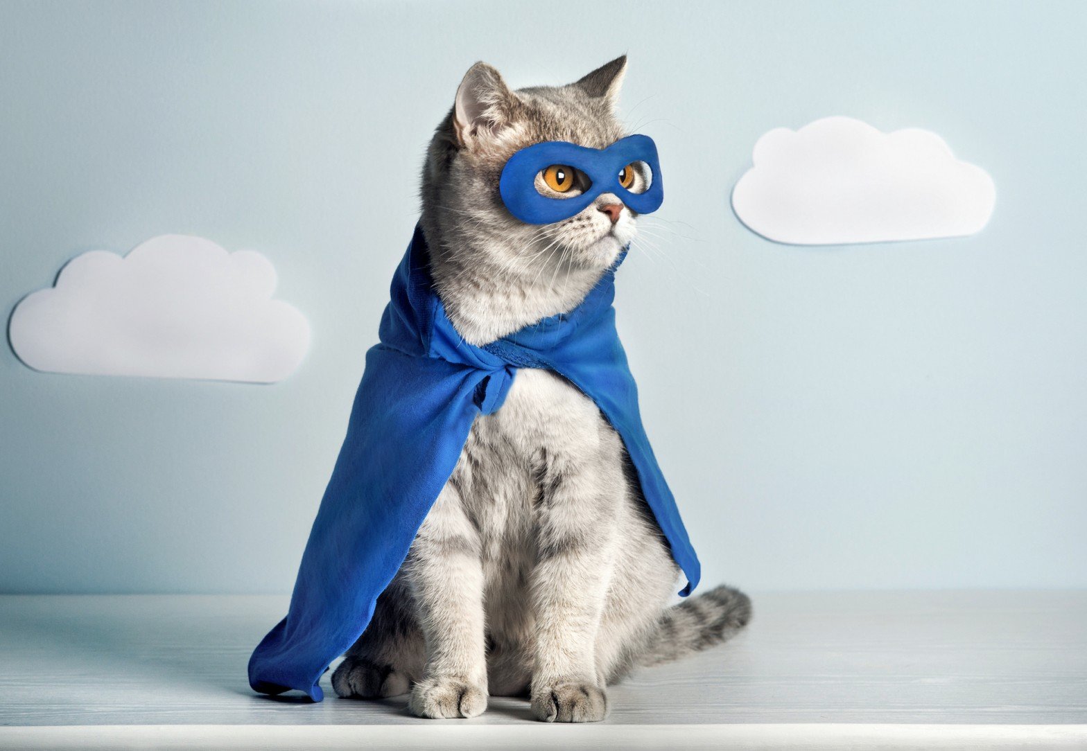 Супергероев кошек и волшебников